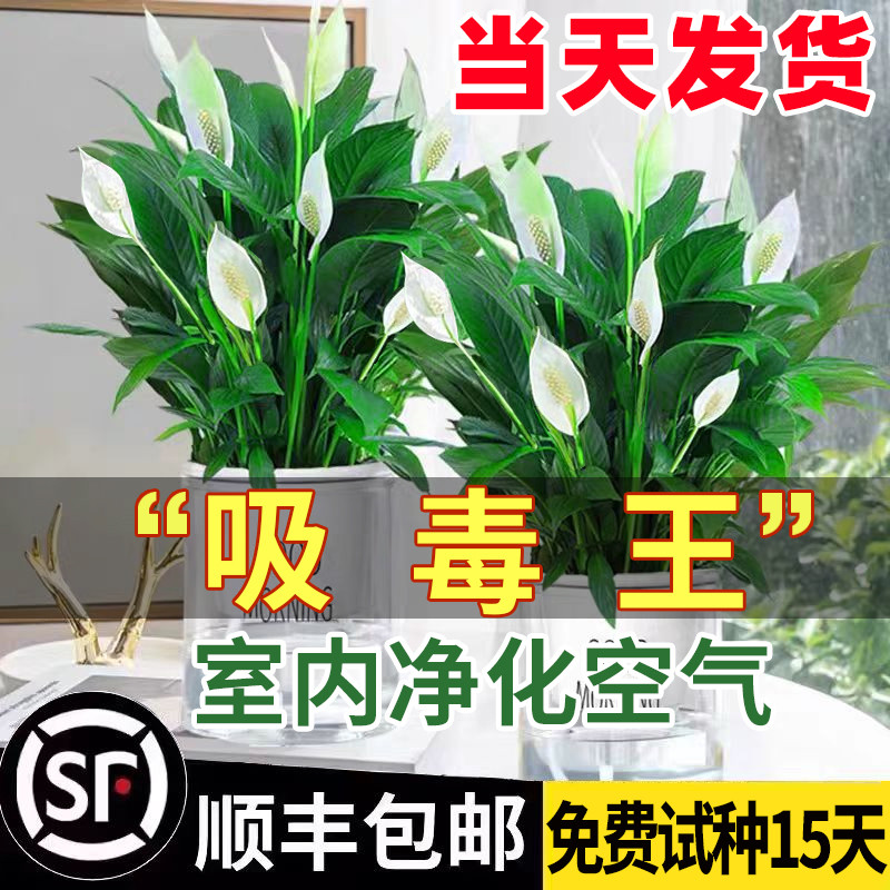 白掌盆栽一帆风顺绿萝箩花卉植物室内花水培红掌绿植发财树吸