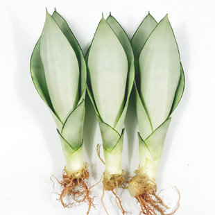 虎皮兰植物室内吸甲醛净化空气盆栽白玉虎耳兰大金边盆景绿植