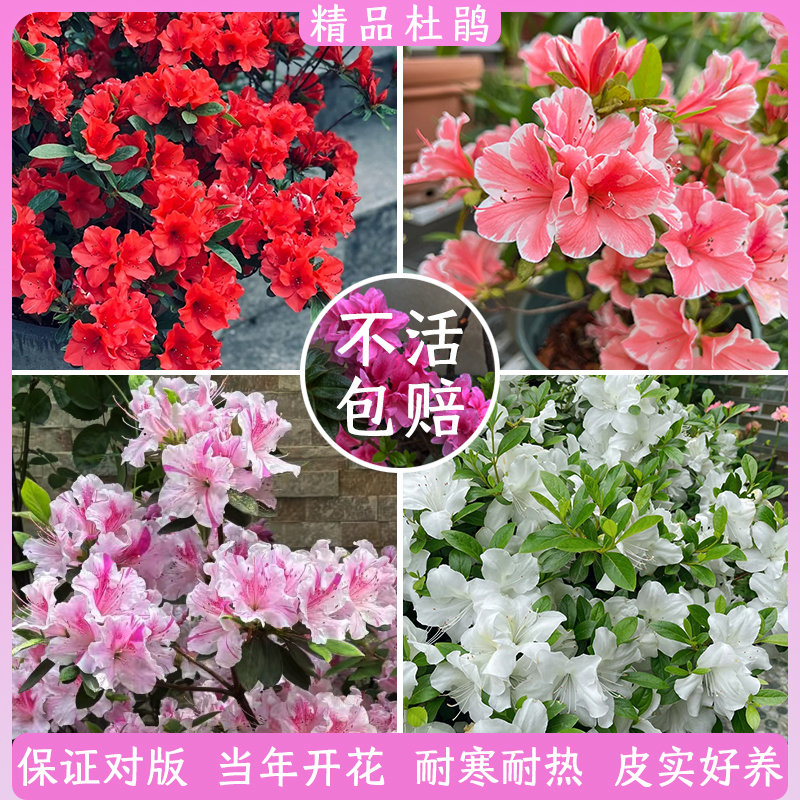进口四季杜鹃花盆栽康乃馨云隙阳光纺绸小苗耐寒耐热皮实好养
