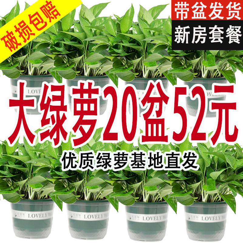 新房绿萝盆栽吸除甲醛室内植物净化空气绿植客厅大叶绿箩好养