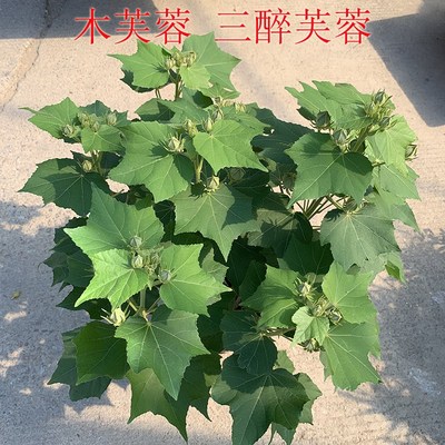 木芙蓉三醉芙蓉变色当年开花盆栽重瓣醉芙蓉花苗耐寒耐旱室外绿化