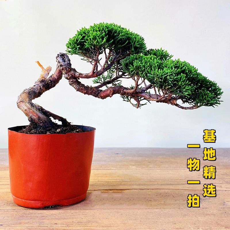 基地直销宫阪系鱼川真柏小盆景老桩素材高档盆Q栽阳台茶台绿植摆