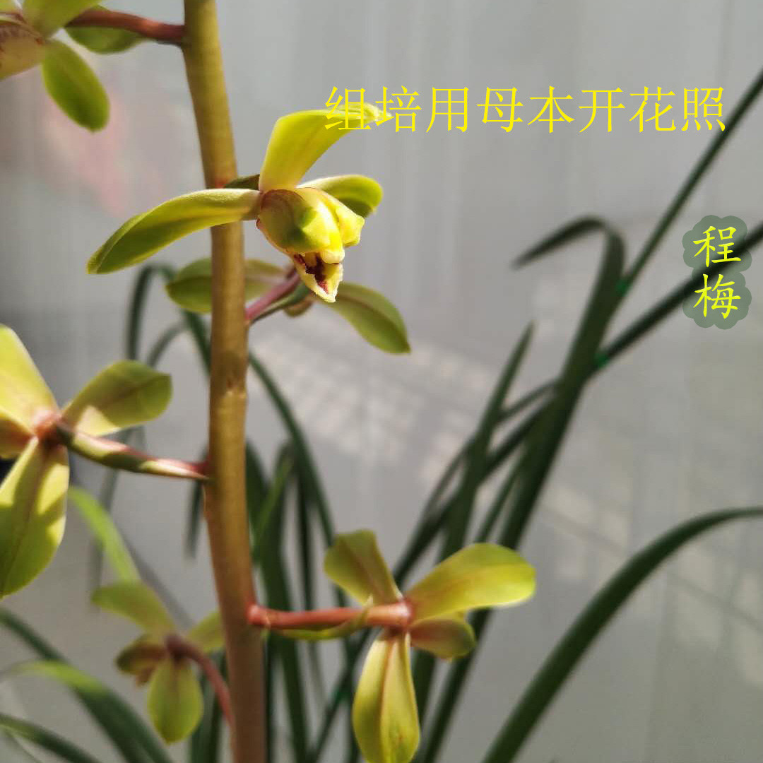 新品春蕙兰花卉绿云素冠荷鼎x老八种程梅赤蕙组培出瓶小苗浓香盆
