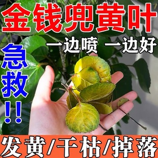 金钱兜黑斑病专用药金钱兜肥料专用肥黄叶掉叶专用菌立清营养液