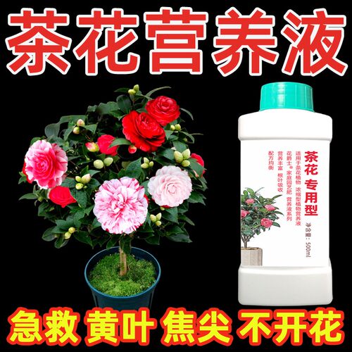 四季山茶花专用营养液催花香妃茶花肥料专用肥喜酸性植物黄叶家用