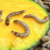 「超萌好物」3 4厘米左右大麦虫