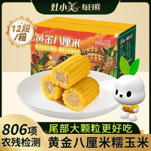 【25年头茬新货】灶小美黄糯玉米黄金八厘米内蒙古新鲜营养早餐粗