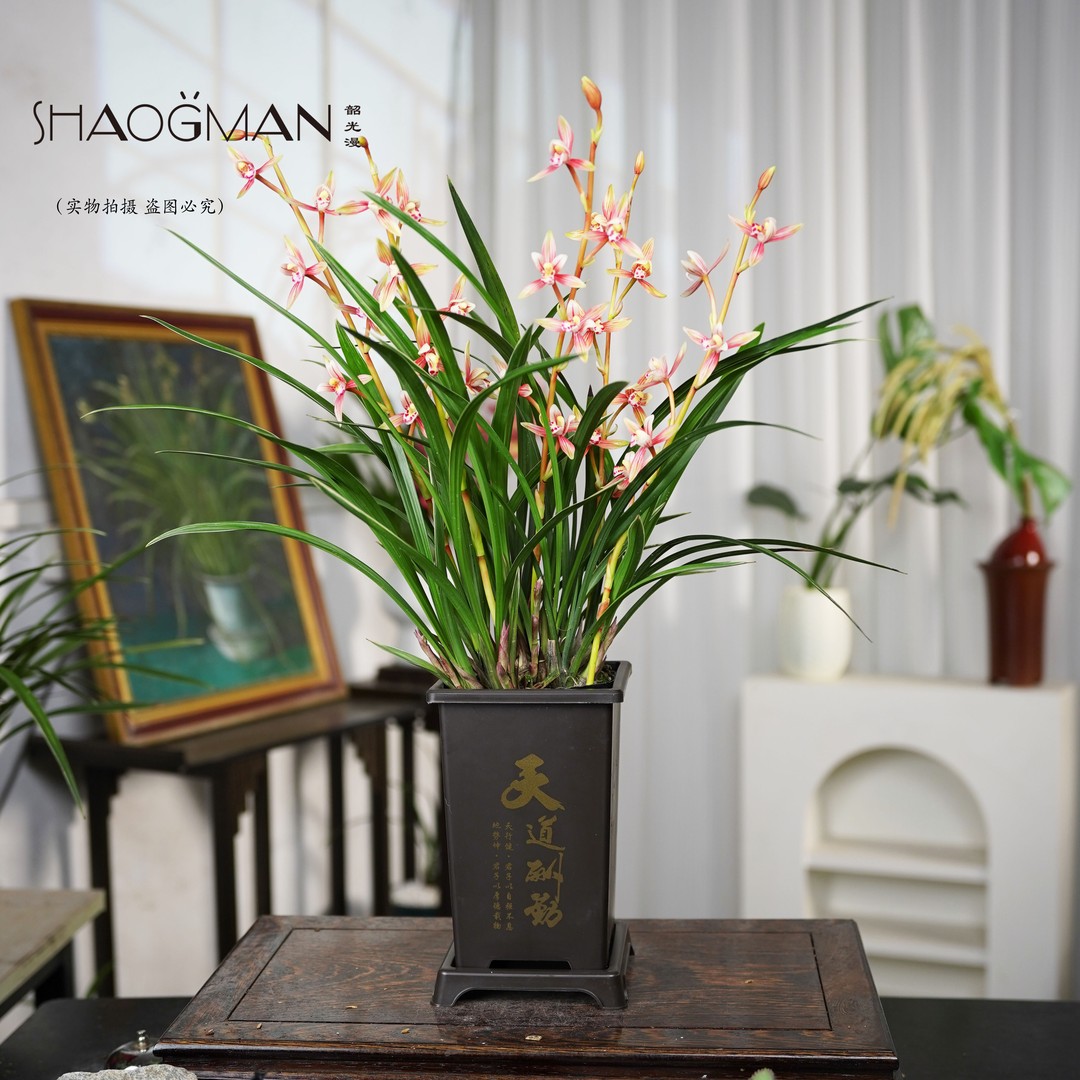 黄金彩虹5-8支花剑 建兰铭品兰花兰场基地直发带国风花盆发货