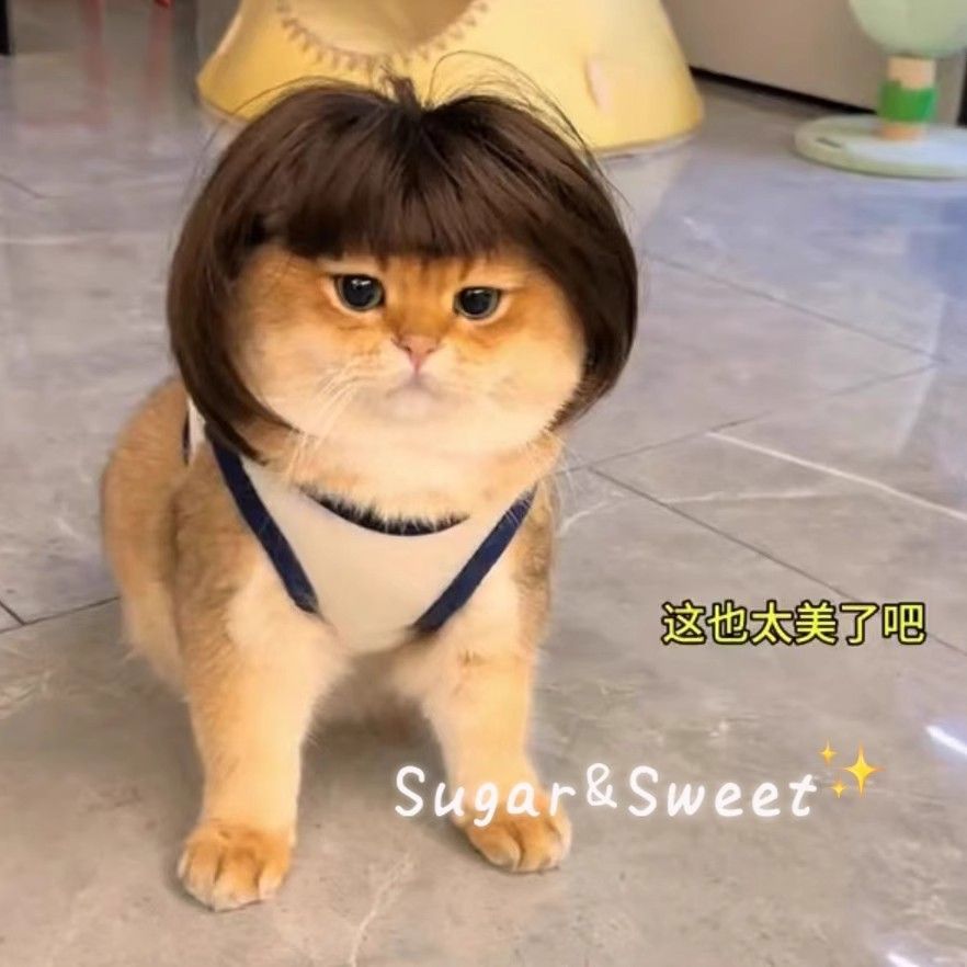 小猫头套波波头发套宠物猫狗狗发型头饰坤坤同款可爱搞笑搞怪COS