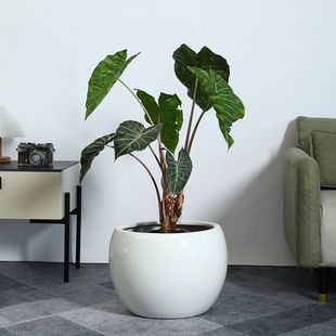简约陶瓷花盆圆形白色创意欧式家用落地室内发财树千年木矮款盆景