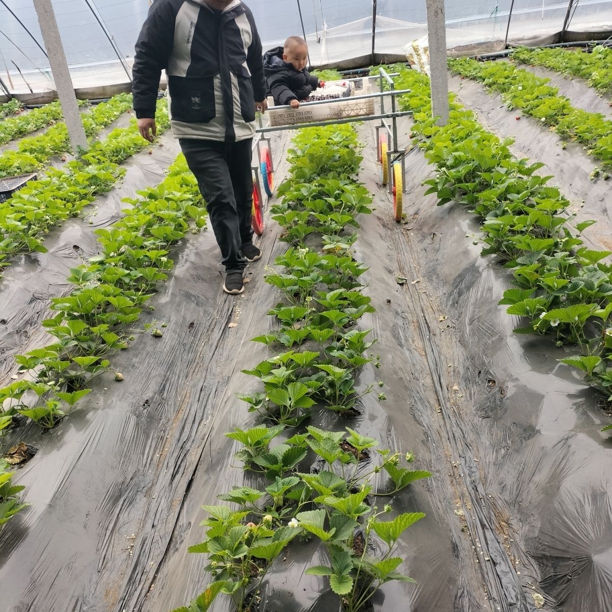 大棚草莓采摘车运输神器懒人田垄运输车垄沟运输车蔬菜运输车