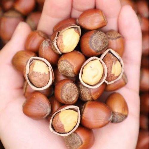 丽姐专属玉坠熟榛子2斤-4斤可选