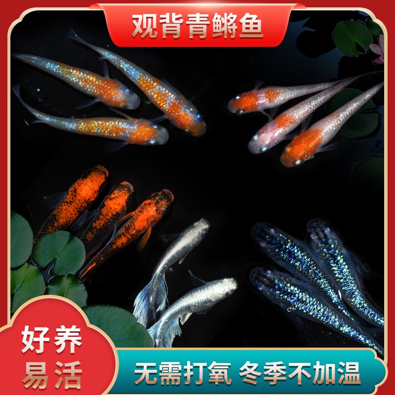 mini小型鱼易活好养小型冷水观赏鱼魔法广温鱼星光观背青鳉不加温