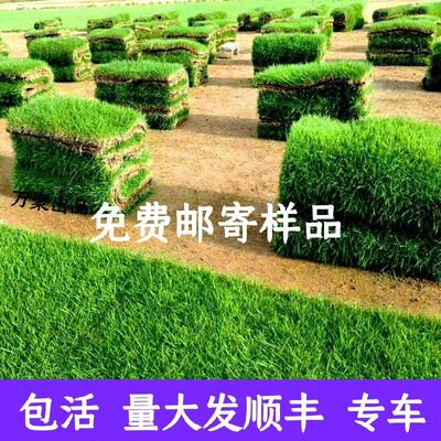 草坪真草皮带土地毯草台湾青马尼拉百慕大四季青庭院园林绿化植物