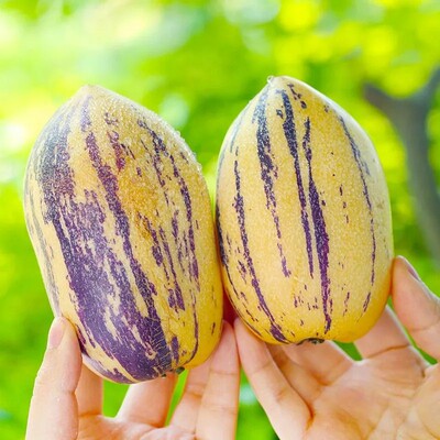 宇航航民勤沙漠人参果净重 4.5斤单果150+坏果包赔