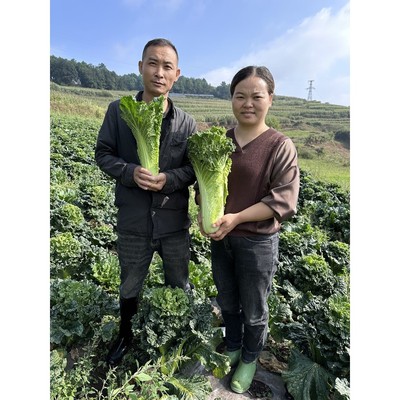 现砍现发贵州高山露天自然生长青口白白菜新鲜蔬菜