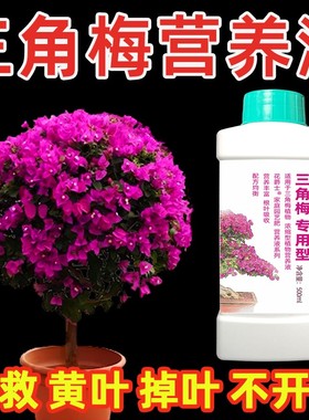 三角梅专用营养液催花促开花肥料专用肥三角梅不开花只长叶怎么办