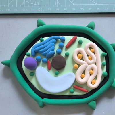 动物细胞模型成品生物动植物细胞模型立体初高中手工粘土diy动物