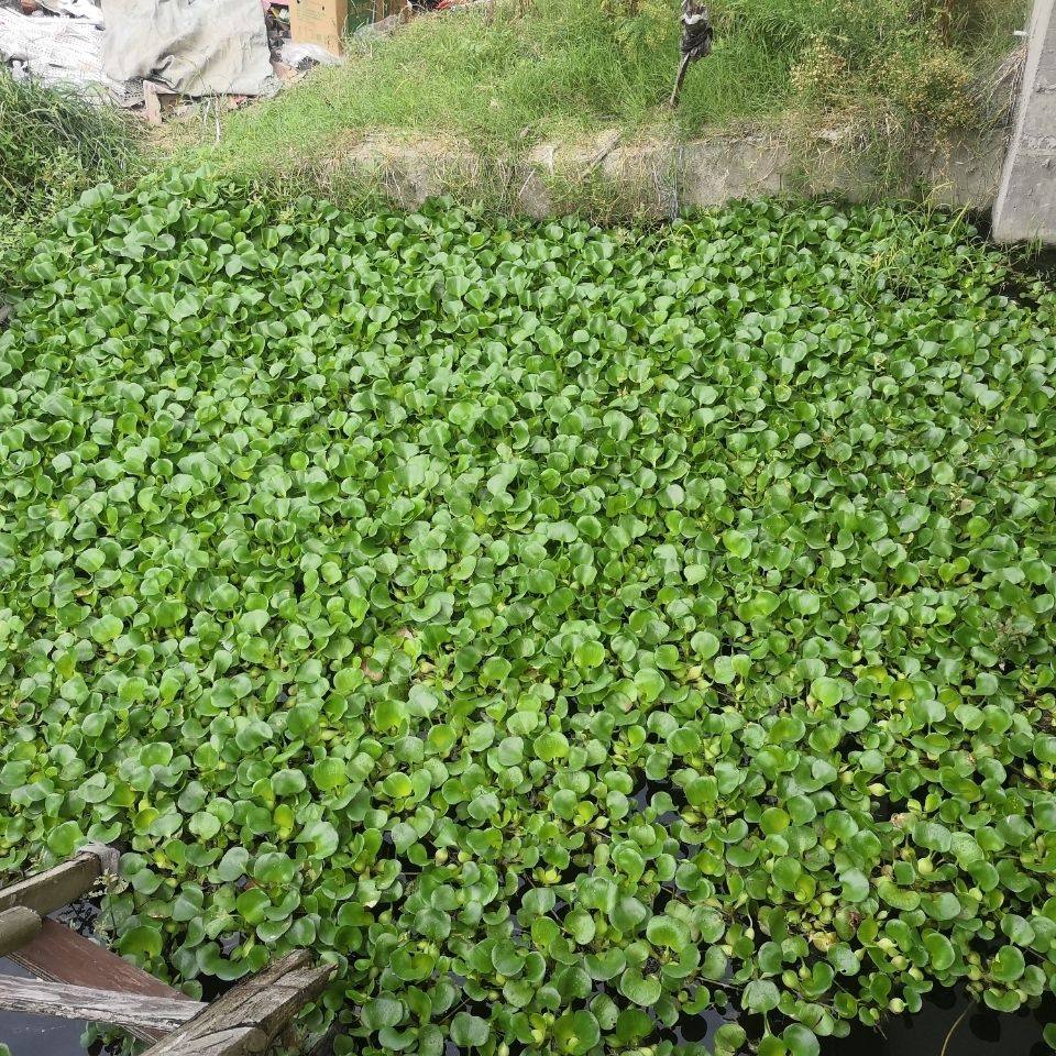 水葫芦水生植物养龟鱼缸池塘净化水质水草新鲜鱼草水葫芦苗