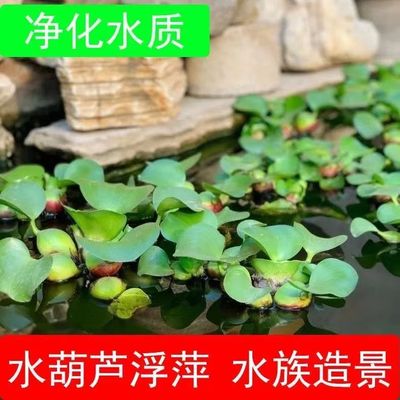 水葫芦水草造景植物净化水质水培水生态鱼缸造景材料
