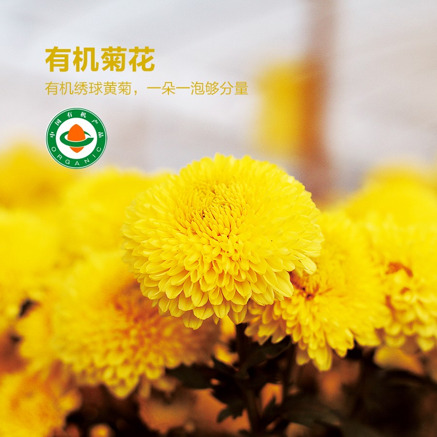 有机菊花 绣球大黄菊优选有机菊花无熏染菊花16/20泡/盒一朵一泡