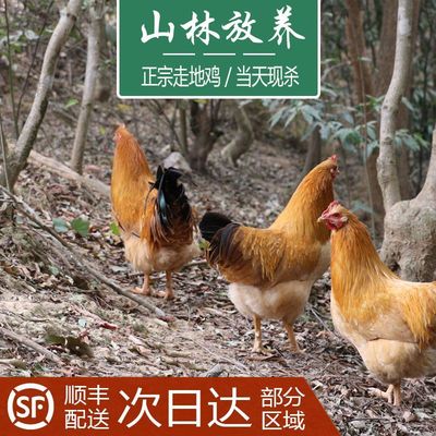 土公鸡大阉鸡湛江三黄鸡怀乡走地鸡农家散养生鲜整鸡新鲜现杀