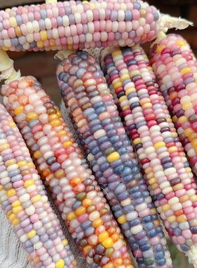 文玩玉米七彩宝石毛料天然血丝满粒迷你小文玩玉米文玩玉米