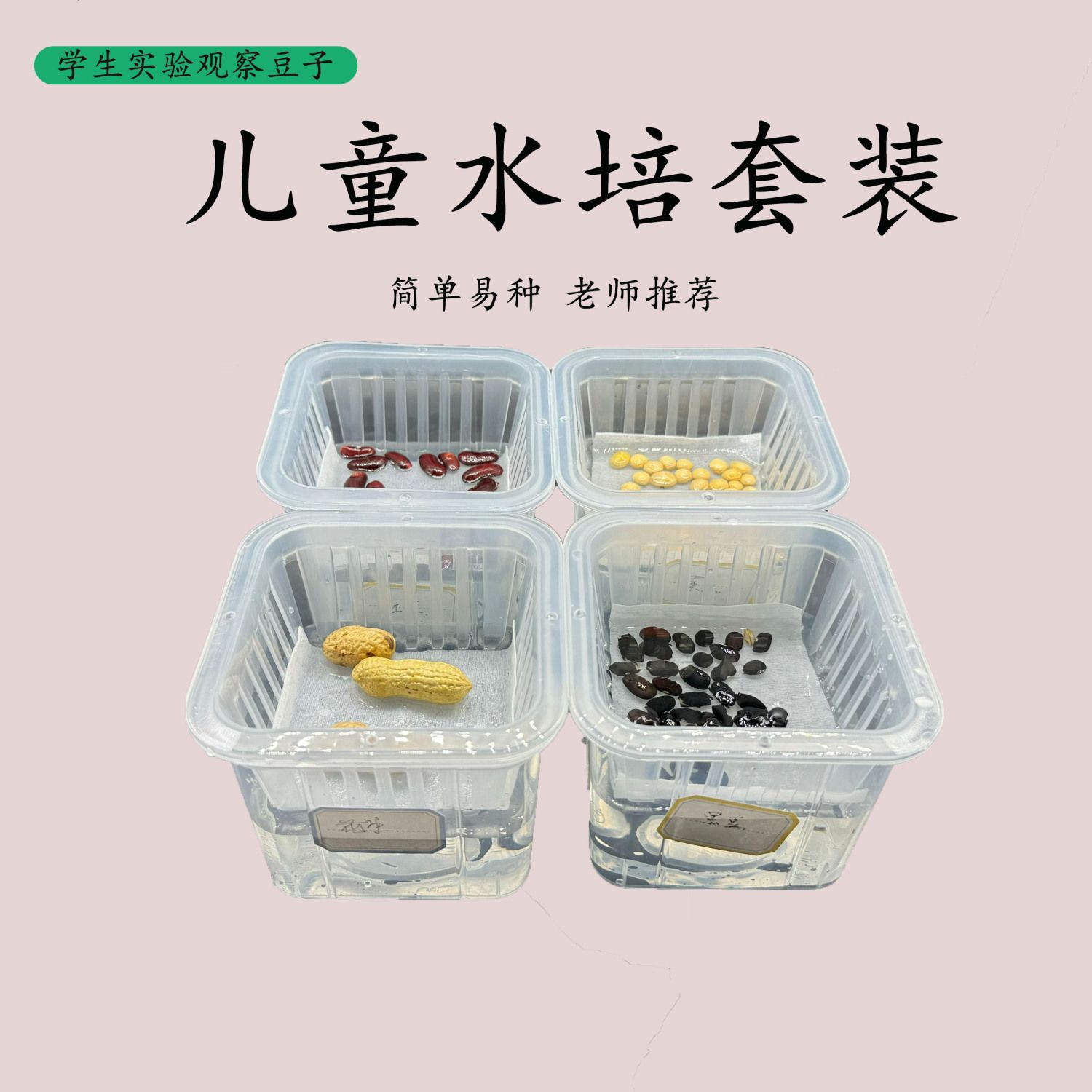 绿豆发芽实验小学生实验作业种子发芽观察盆套装幼儿园观察植物水