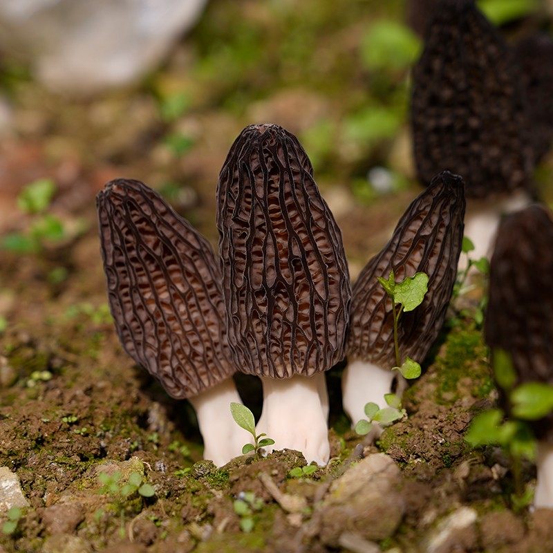 海伶山珍 | 青川羊肚菌4-6CM 特产干货 50克农产品