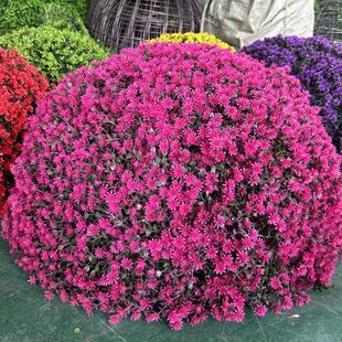 遮挡绿植球户外绿植井盖遮挡装饰品绿植球仿真绿植佛家草草球装饰