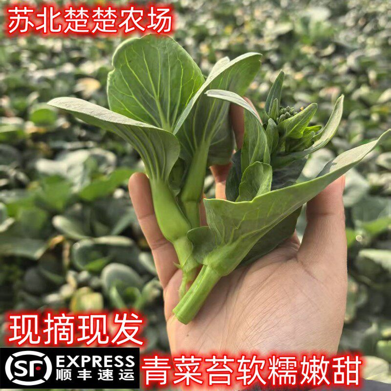 【】苏北农家自种霜冻菜苔菜心现摘现发露天软糯香甜