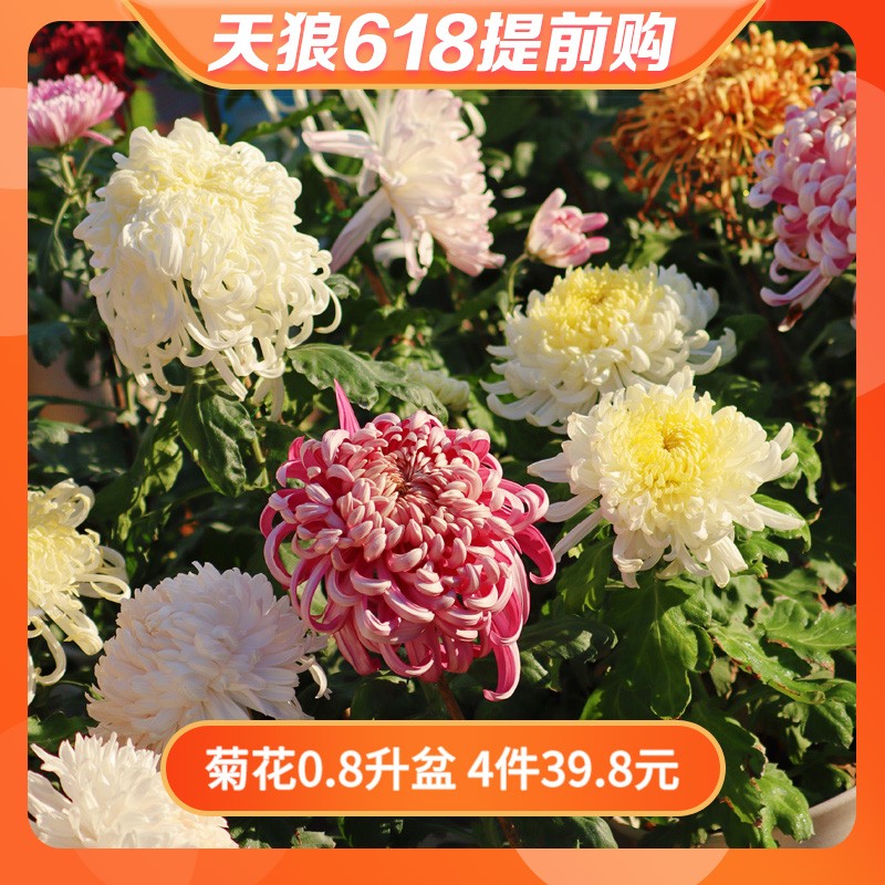 天狼传统大菊盆栽室外庭院阳台新手易养观赏性多年草本植物花卉