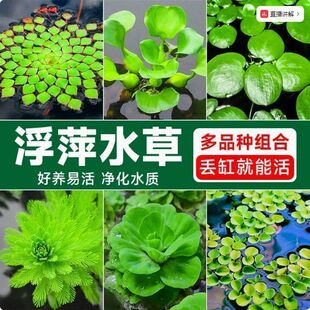 鱼缸造景养鱼养龟浮萍水草专用水葫芦绿植龟缸水培植物净化水质