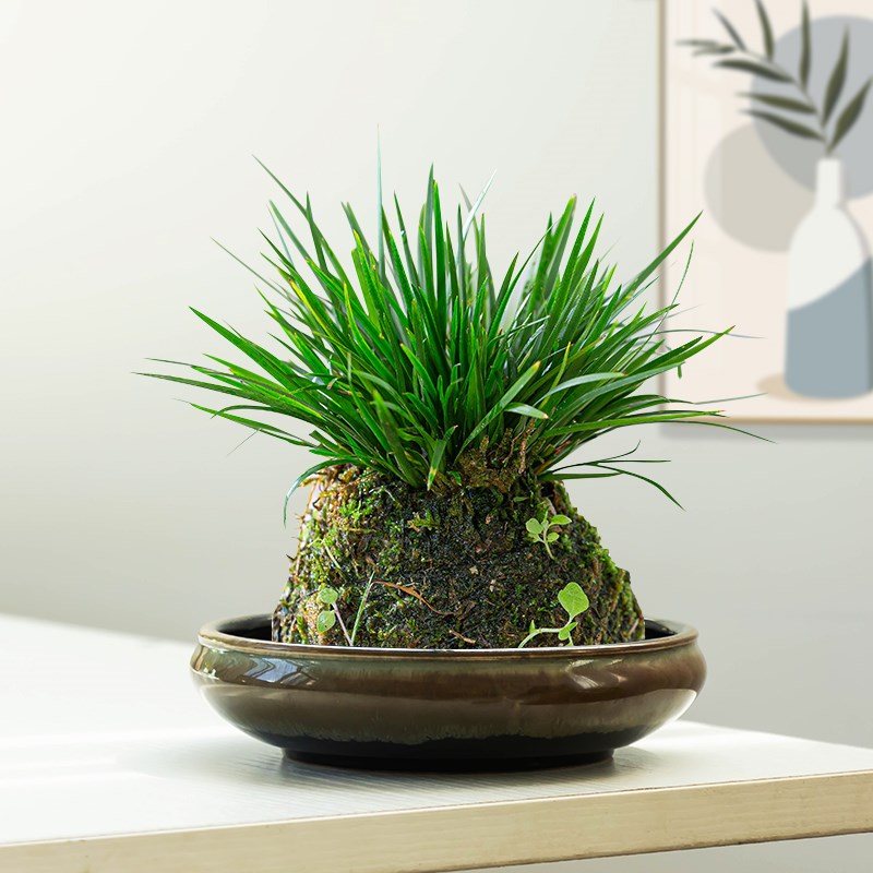 中式米竹苔藓球专用花盆室内袖珍椰子绿植水培盆景陶瓷摆件大小号