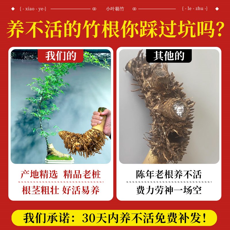 小叶簕竹竹子盆栽老桩竹簕办公室绿植物生桩室内禅意成品盆景熟桩