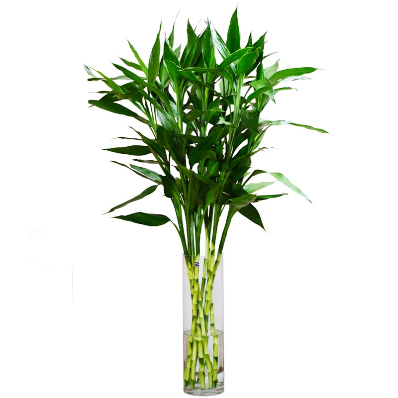 文昌富贵竹水培植物观音转运竹子盆栽客厅旺宅绿植水培招财带根
