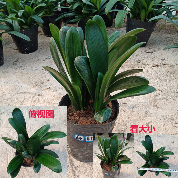 精品多头小群兰一头多生君子兰盆栽室内客厅茶几净化空气绿植花卉,鲜花速递/花卉仿真/绿植园艺,时令草本花卉,淘宝优惠券,粉丝福利购,淘宝优惠卷