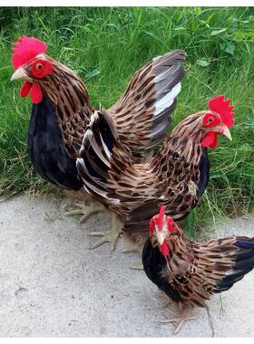 十二生肖 创意礼品仿真动物 仿真鸡 大母鸡 儿童玩具 羽毛类动物