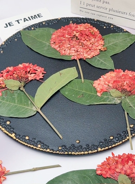 龙船花压花带枝叶红色大花干花押花画滴胶填充花材DIY手工材料