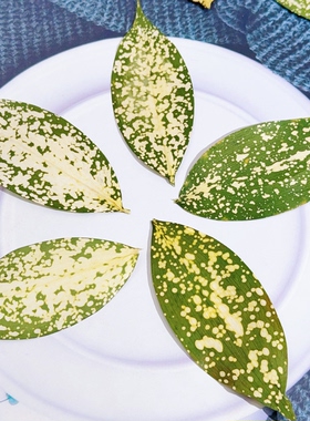 星点木真叶押花滴胶手机壳材料