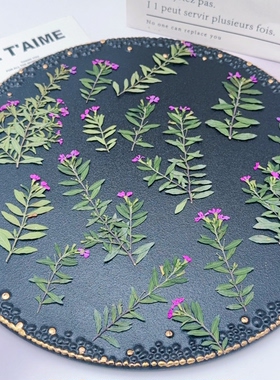 满天星压花标本带长花柄干花押花DIY滴胶手机壳压花画手工材料