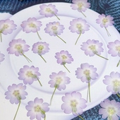 陕西羽衣报春干花真花标本手工DIY滴胶手机壳相框美甲装 饰材料包