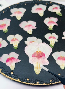 整朵金鱼草压花 天然压制干花 手工创作滴胶耳环书签压花画素材