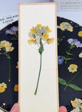 耐美西亚龙面花压花植物标本干花复古风装饰画婚礼请柬押花素材