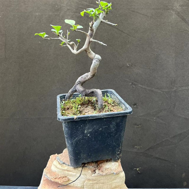 老鸦柿盆景 易挂果实生母桩 金弹子盆景  童子功小老熟桩当年结果