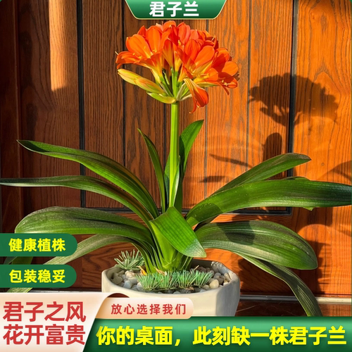 【30天养死补发】君子兰特级盆栽