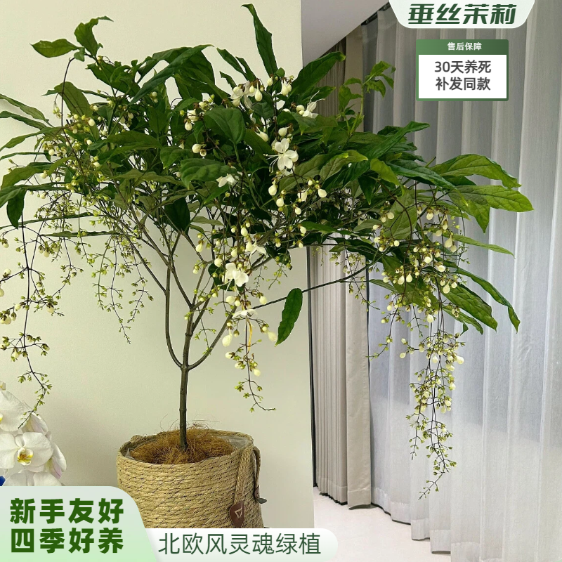 【精品垂丝茉莉】好养盆栽带花苞