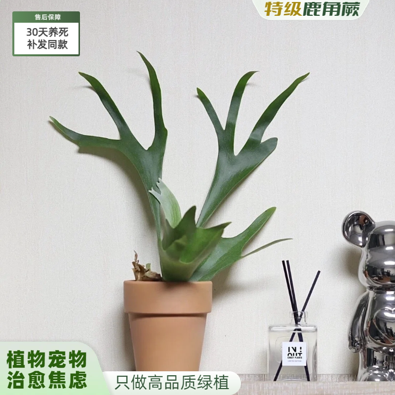 【30天养死包补发】鹿角蕨盆栽