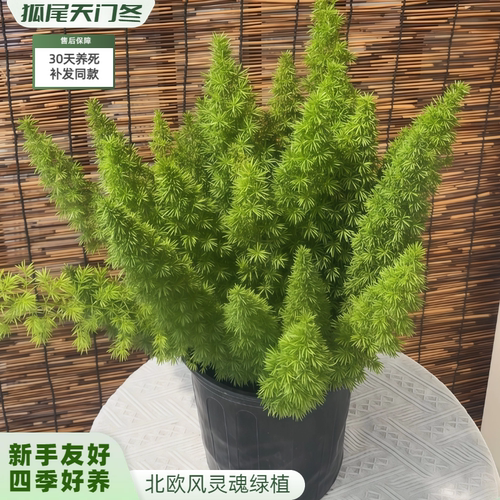 【精品】狐尾天门冬盆栽观叶植物