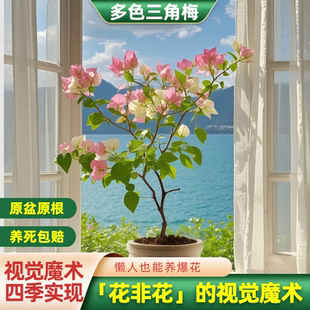 三角梅盆栽带花重瓣老桩绿樱漳红樱好养四季开花小苗花蝴蝶楼顶